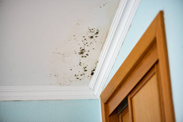 Best Attic Mold Removal  in Westhampton Beach, NY