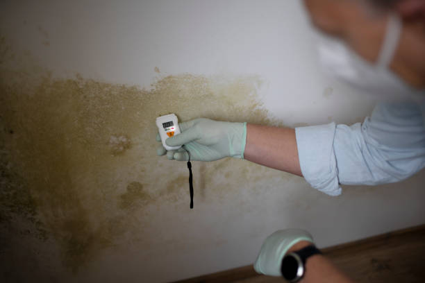Professional Mold Removal in Westhampton Beach, NY