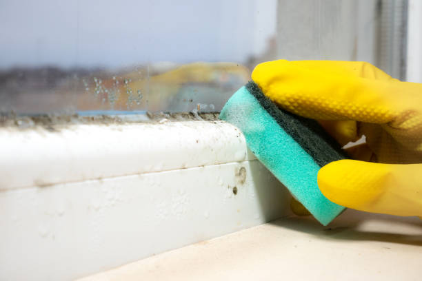 Best Mold Damage Repair  in Westhampton Beach, NY